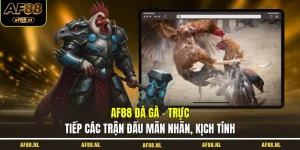 af88-da-ga-truc-tiep-cac-tran-dau-man-nhan-kich-tinh