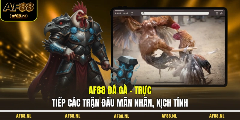 af88-da-ga-truc-tiep-cac-tran-dau-man-nhan-kich-tinh